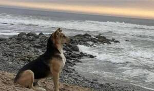 El perro protagonista de una historia de amor incondicional que unió a una comunidad