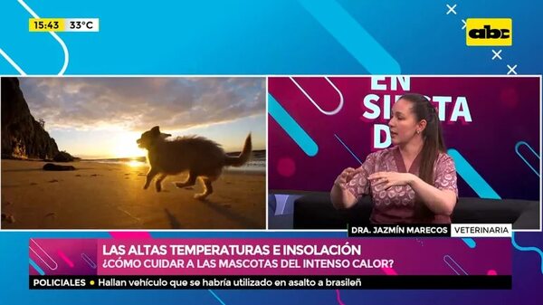 ¿Cómo cuidar a las mascotas del intenso calor? - Ensiestados - ABC Color