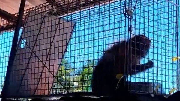Capturan a mono que causó estragos en Villa Policial