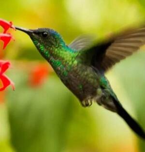 Qué significa que un colibrí visite tu casa - San Lorenzo Hoy