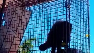 Vecinos capturan a mono travieso en Lambaré - Paraguaype.com
