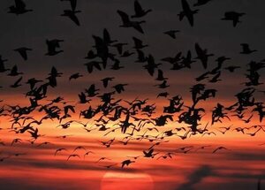 Efectos duraderos en aves por los fuegos artificiales de Año Nuevo - Ciencia - ABC Color