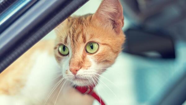 Invitan al "AutoCan" para vacunar contra la rabia y otras afecciones a gatos y perros - Megacadena — Últimas Noticias de Paraguay