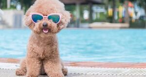 Calor y mascotas: evita que tus peluditos tengan un golpe de calor