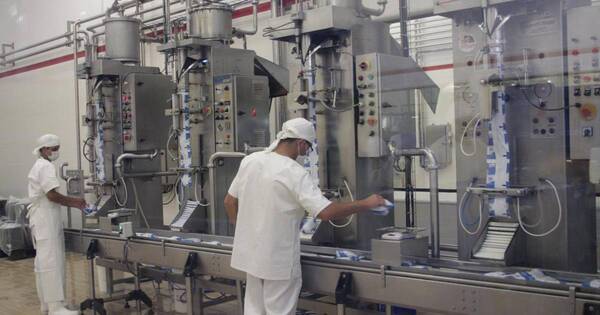 La Nación / Producción láctea sigue sufriendo embates de la sequía en el Chaco paraguayo