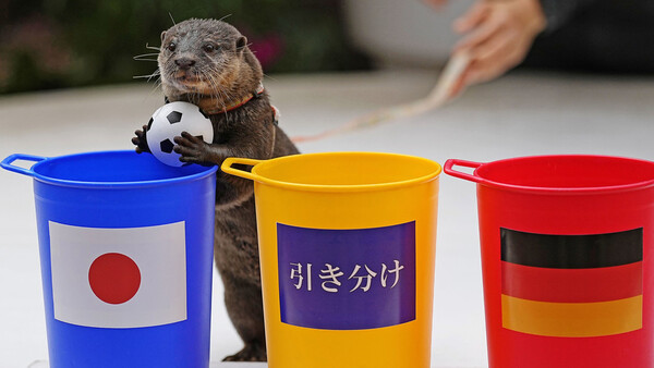 Diario HOY | ¿Un nuevo pulpo Paul? Una nutria predice la victoria de Japón contra Alemania