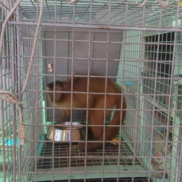 Capturan a mono que entraba a robar a viviendas de Lambaré - Unicanal