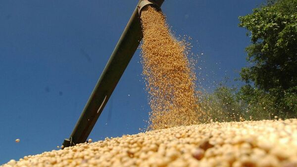 Molienda de granos acumula caída del 33% al mes de octubre | Agronegocios | 5Días