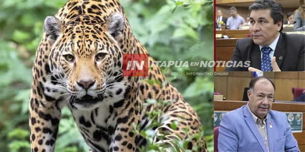 SENADORES ESTABLECEN EL 29 DE NOVIEMBRE DE CADA AÑO COMO EL DÍA NACIONAL DEL JAGUARETÉ