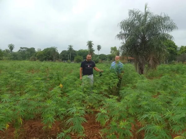 Productores de cannabis realizan hoy exposición de derivados en Itauguá - Nacionales - ABC Color