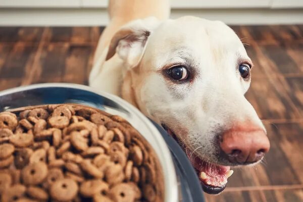 Alimentar a las mascotas con comida seca reduce su impacto ambiental - Mascotas - ABC Color