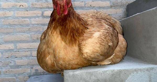 La Nación / Laurys Dyva busca nombre para su nueva mascota