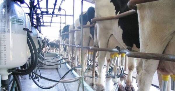 La Nación / La sequía continúa perjudicando la producción láctea en el Chaco