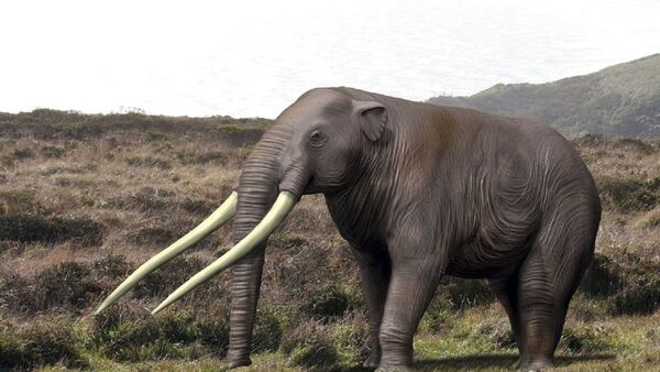 Hallan restos de elefantes de más de 12.000 años de antigüedad en Chile