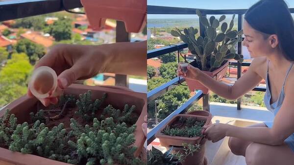 Diario HOY | Nicole Huber riega una planta con sangre menstrual y la "trozan" en redes sociales