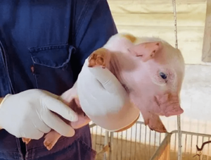 Taiwán aprueba el ingreso de la carne porcina paraguaya a su mercado · Radio Monumental 1080 AM