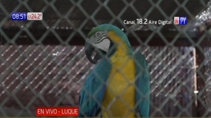 Realizan taller de aves como atractivo en colonia de vacaciones - Noticias Paraguay