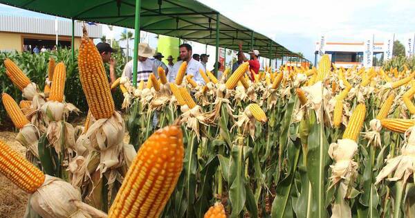 La Nación / UGP: excelente desarrollo del maíz aumenta expectativas de cosecha para el próximo año