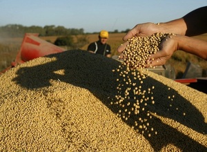 Procesamiento de soja paraguaya alcanzó 1,8 millones de toneladas al término del tercer trimestre