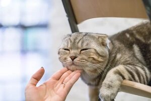Los gatos distinguen cuando su dueño habla con ellos - Mascotas - ABC Color