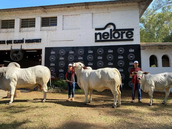 La Nelore Paraguay alcanza nuevos récords | Agronegocios | 5Días