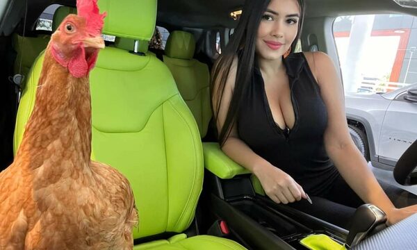 Furor por la gallina de Laurys en el jeep: “No nació para ser caldo”