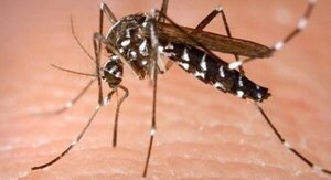 Suman 26 casos de chikungunya y uno de dengue esta semana