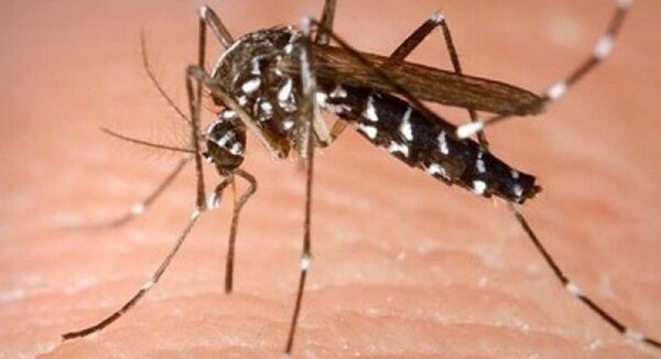 Suman 26 casos de chikungunya y uno de dengue esta semana