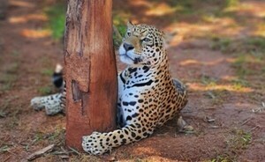 Día Mundial del Jaguarete: Resaltan su importancia en la naturaleza