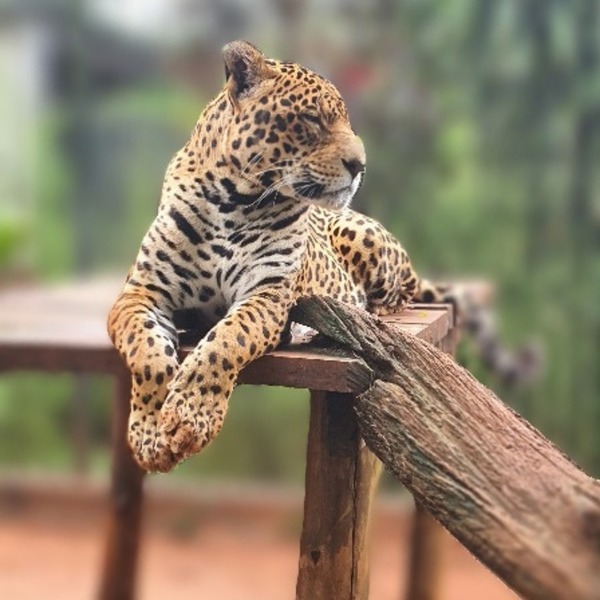 Conmemoran Día del Jaguarete y recuerda la importancia de este felino en los ecosistemas