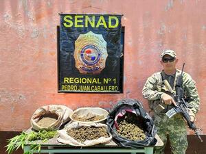 Senad incautó más de 15 kilos de marihuana en una vivienda de Cerro Cora'i - Radio Imperio