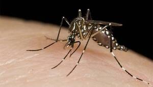 Concepción, sin brote de dengue pero en guardia | Radio Regional 660 AM