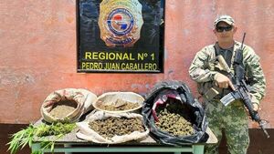 Senad incauta más de 16 kilos de marihuana en Amambay