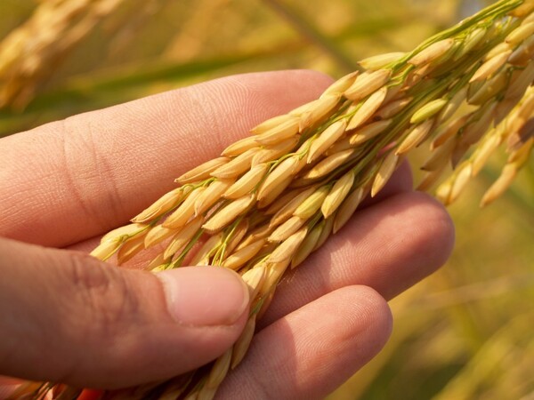 Siembra de arroz avanza con normalidad y alcanza el 75%
