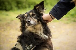 Cómo acariciar correctamente a un perro desconocido - Mascotas - ABC Color
