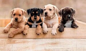 Cachorros: qué saber sobre ellos y cómo cuidarlos - Mascotas - ABC Color