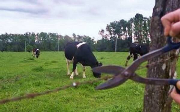 Abigeos se llevan una vaca lechera de una estancia en Ybypé - Radio Imperio