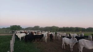 Animales robados en Brasil continúan en resguardo en Bahía Negra - Noticias del Chaco - ABC Color