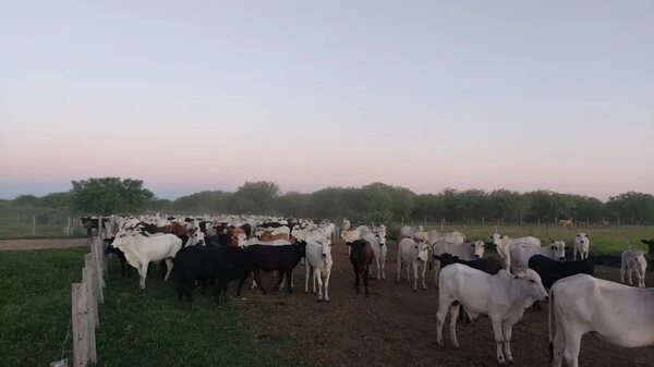 Animales robados en Brasil continúan en resguardo en Bahía Negra - Noticias del Chaco - ABC Color