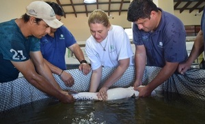 Yacyretá inicia trabajos de reproducción inducida de peces en sus estaciones