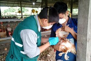 Diario HOY | Perú declara emergencia sanitaria por influenza aviar