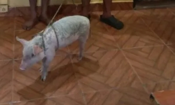 Detenidos por rapiñar un chanchito que era para la cena de Navidad - OviedoPress
