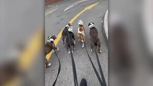 Mirá el vídeo: Esta mujer pasea 8 perros a la vez y se los lleva a tomar el café - Mascotas - ABC Color