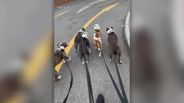 Mirá el vídeo: Esta mujer pasea 8 perros a la vez y se los lleva a tomar el café - Mascotas - ABC Color