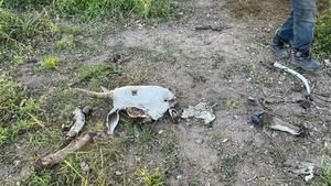 Denuncian abigeato de gran escala en estancia de Felino Amarilla