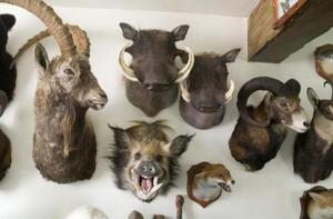 Llevando la estupidez a un nuevo nivel: "Machismo de museo, las hembras son minoría entre los animales disecados" - Informatepy.com