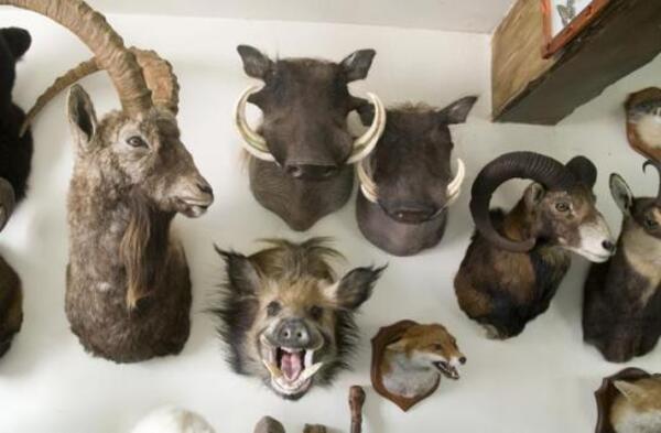 Llevando la estupidez a un nuevo nivel: "Machismo de museo, las hembras son minoría entre los animales disecados" - Informatepy.com