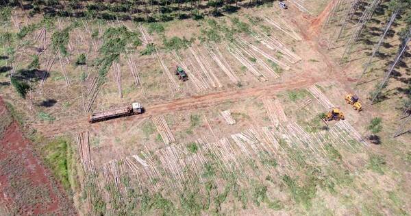 La Nación / Fepama prevé ser un sector forestal formal a largo plazo