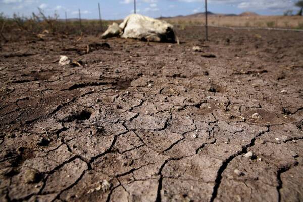 Diario HOY | Declaran emergencia en todo el Chaco por sequía