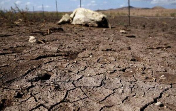 Declaran emergencia por sequía en todo el Chaco – Prensa 5